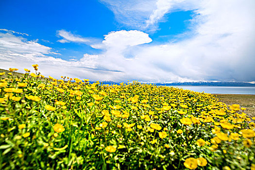 新疆,野花,湖泊,蓝天白云
