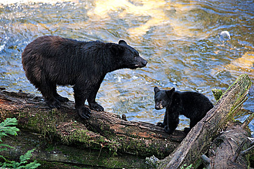 黑熊,美洲黑熊,幼兽,溪流,通加斯国家森林,阿拉斯加