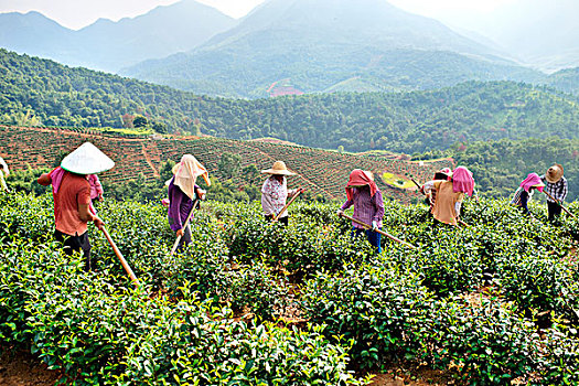 河源,茶场,锄草