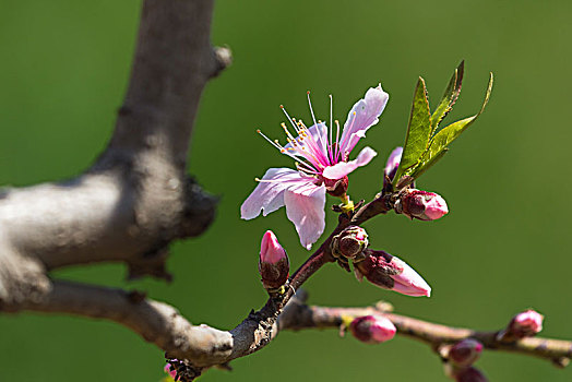 桃花开