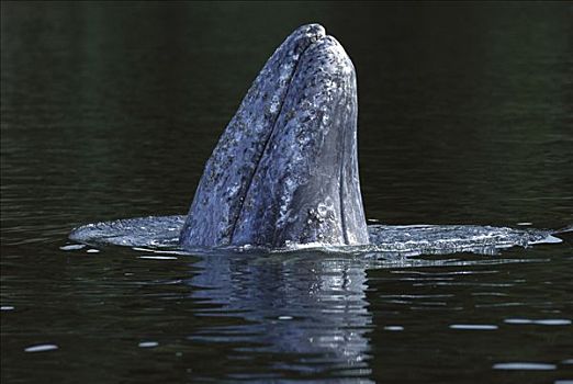 灰鲸,格里夸湾,不列颠哥伦比亚省,加拿大