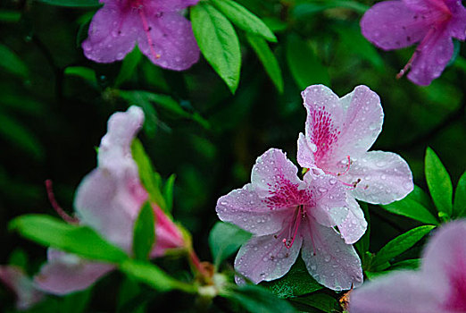 杜鹃花开