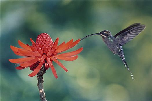 蜂鸟,授粉,珊瑚,树,花,蒙特维多云雾森林自然保护区,哥斯达黎加