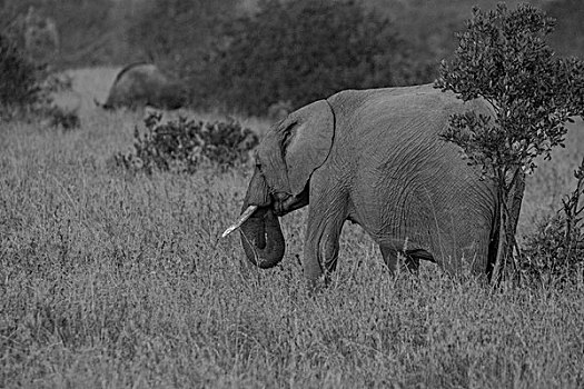 肯尼亚纳库鲁国家公园非洲大象