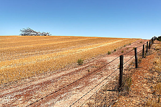 枯木,农田,西澳大利亚,澳大利亚