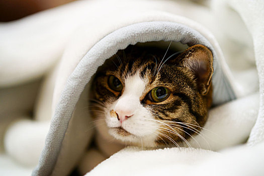猫,毯子