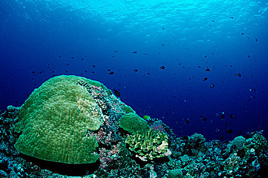 珊瑚礁,石头,珊瑚,贝劳,密克罗尼西亚,太平洋