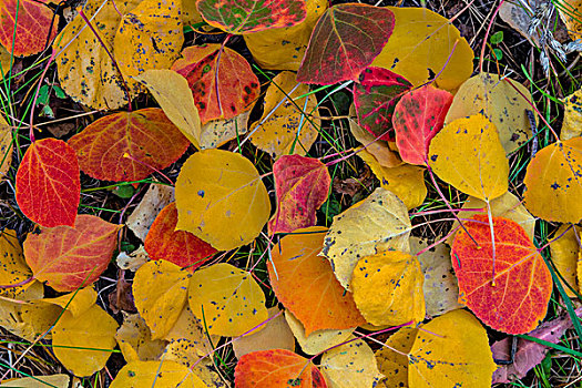 秋天,白杨,叶子,地毯,林中地面,安肯帕格里国家森林,科罗拉多,美国,大幅,尺寸