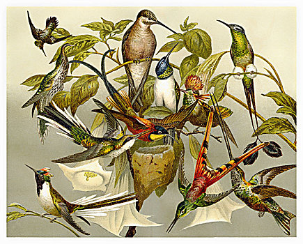 历史,插画,蜂鸟,蜂鸟科,19世纪,百科全书