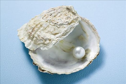 珍珠,牡蛎,壳