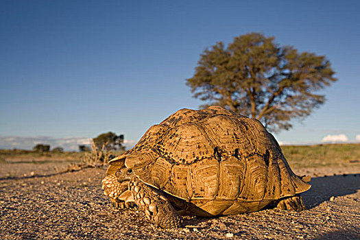 南非,卡拉哈迪大羚羊国家公园,豹纹龟,隐藏,卡拉哈里沙漠,日落
