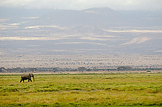 肯尼亚,安伯塞利国家公园,孤单,大象,乞力马扎罗山,背景