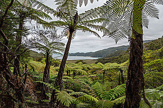 桫椤,树林,高处,海岸,国家公园,新西兰