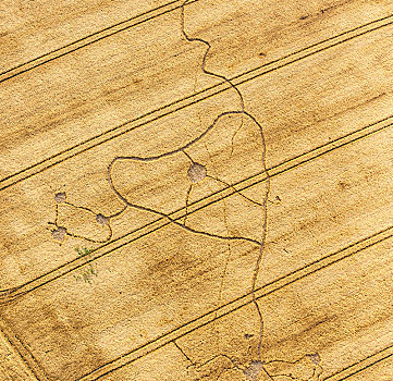 玉米田,线条,形状,狗,头部,地区,北莱茵威斯特伐利亚,德国