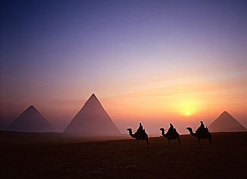 金字塔,三个,骆驼,日出,吉萨金字塔,埃及,非洲