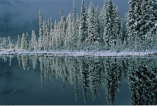 湖,树林,冬天,班芙,艾伯塔省,加拿大