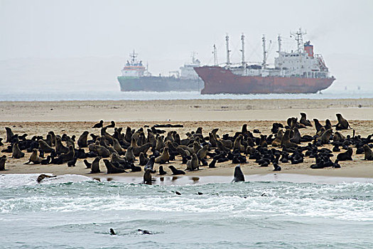岬角毛海豹,生物群,毛海狮,鹈鹕,船,锚定,湾,纳米比亚,非洲
