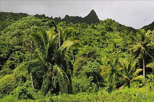 雨林,山谷,拉罗汤加岛,库克群岛