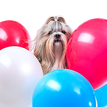 长发,西施犬,狗,假日,红色,蓝色,白色,气球,白色背景,背景