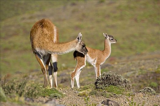 原驼,女性,嗅,幼兽,托雷德裴恩国家公园,智利
