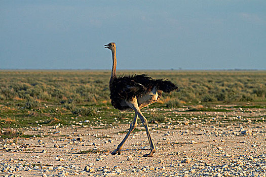 鸵鸟,鸵鸟属,骆驼,埃托沙国家公园,纳米比亚,非洲