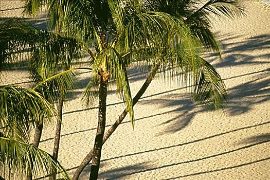棕榈树,影子,白沙滩,俯视
