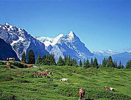母牛,阿尔卑斯草甸,艾格尔峰,山峦,格林德威尔,伯恩,伯尔尼,伯恩高地,阿尔卑斯山,瑞士
