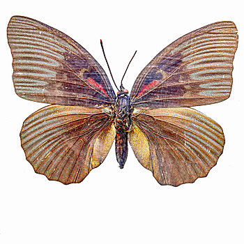 黑紫蛱蝶蝴蝶标本