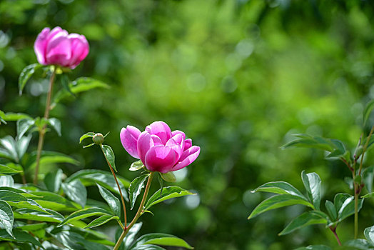 芍药花开,娇艳柔美