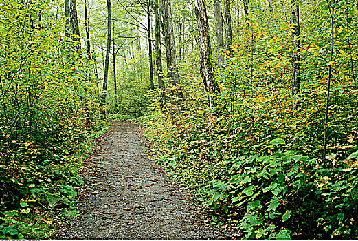 小路,树林,加蒂诺公园,魁北克,加拿大