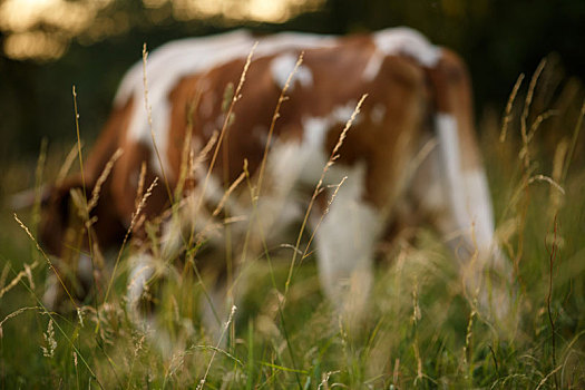 母牛,草场,夏天