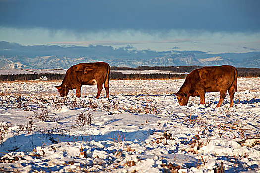 牛,放牧,雪地,山峦,背景,卡尔加里,艾伯塔省,加拿大