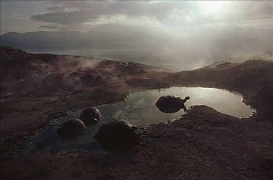 加拉帕戈斯巨龟,加拉帕戈斯象龟,打滚,水池,日出,边缘,阿尔斯多火山,伊莎贝拉岛,加拉帕戈斯群岛,厄瓜多尔