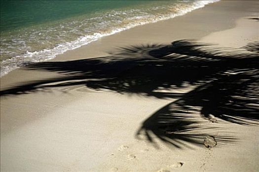 俯拍,影子,棕榈树,海滩