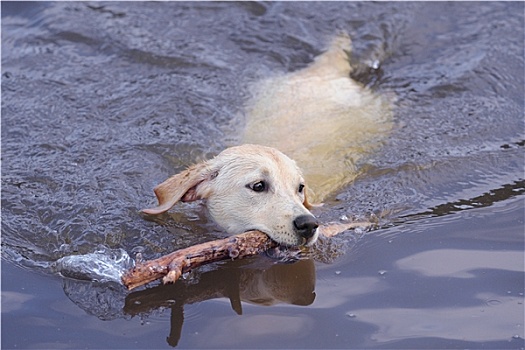 拉布拉多犬,水