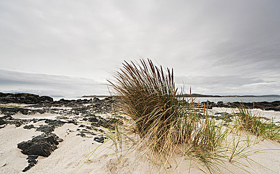 草,海滩,岛屿,苏格兰