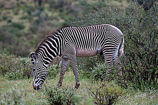斑马,细纹斑马,萨布鲁国家公园,肯尼亚