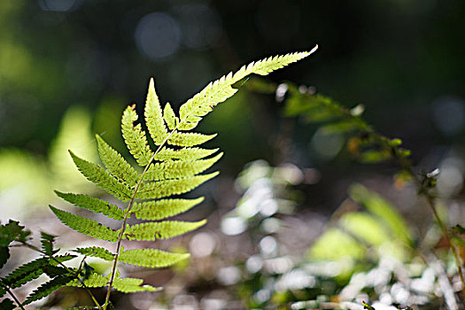 蕨类植物