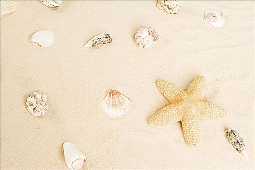 海星,壳,沙子