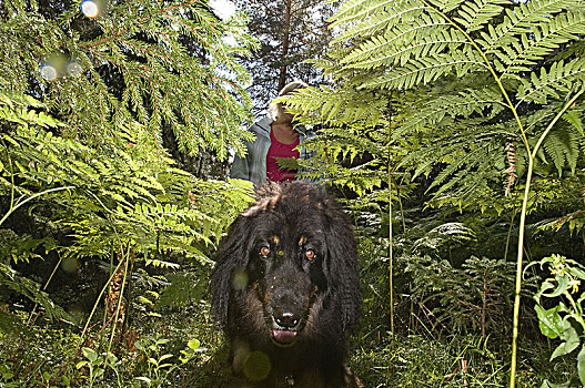 狗,女人,散步,树林,达拉那,瑞典