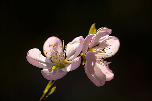 紫叶梅花