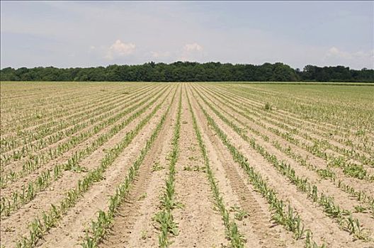 玉米,植物,地点,农业,风景