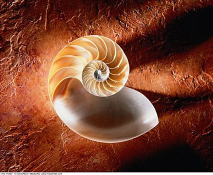 鹦鹉螺贝壳
