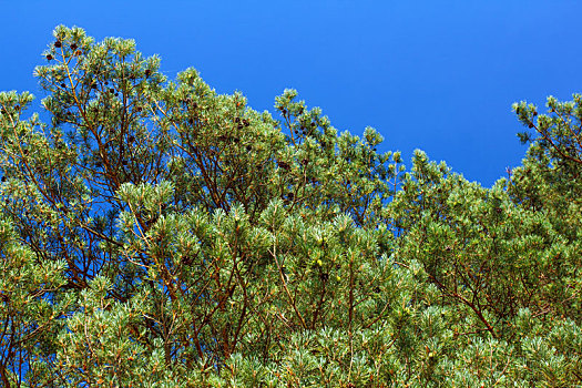 枝条,松树,蓝天