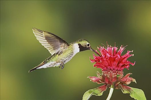 宽尾蜂鸟,雄性,飞行,狄迪玛,落基山国家公园,科罗拉多,美国