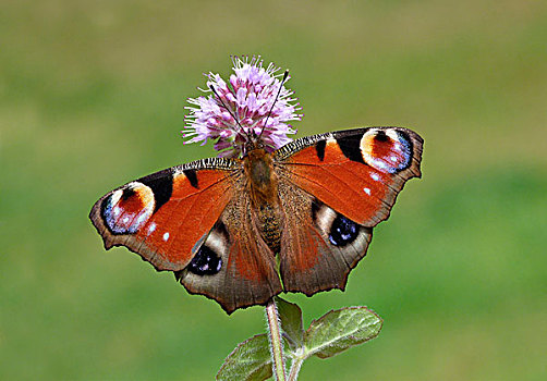 孔雀蛱蝶,成年,女性,水,薄荷,花,莱斯特,英格兰,英国,欧洲