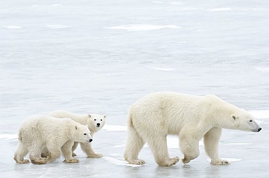 母兽,北极熊,幼兽,走,冰