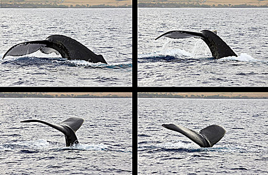 尾部,鲸尾叶突,驼背鲸,西部,海岸,毛伊岛,夏威夷,四个,框架