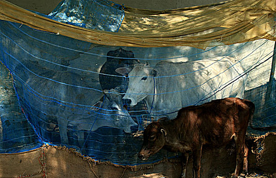 农民,遮盖,牛,蚊帐,遥远,乡村,巨大,数字,死亡,蚊子,咬,区域,乡野,库尔纳市,孟加拉,十一月,2007年