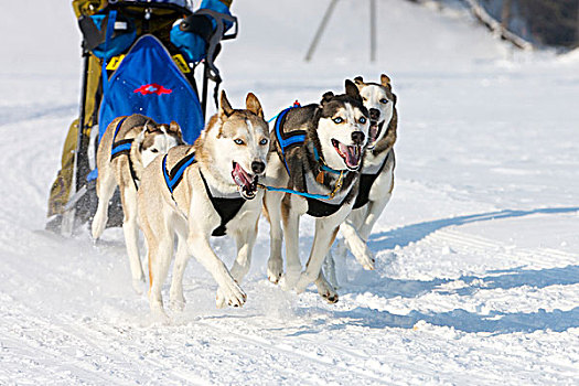 雪橇狗,比赛,伯恩,瑞士,欧洲